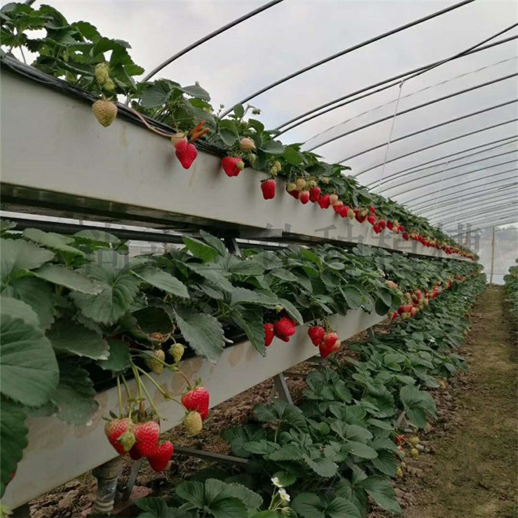 草莓种植槽图片