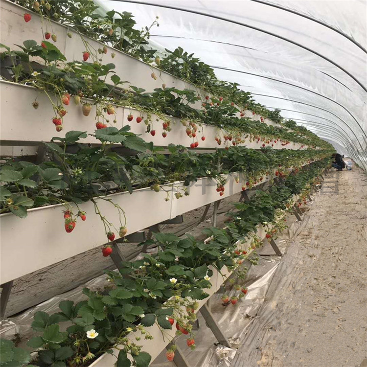 新闻资讯 草莓种植槽管理模式   大棚草莓立体种植槽的原则1,草莓为喜