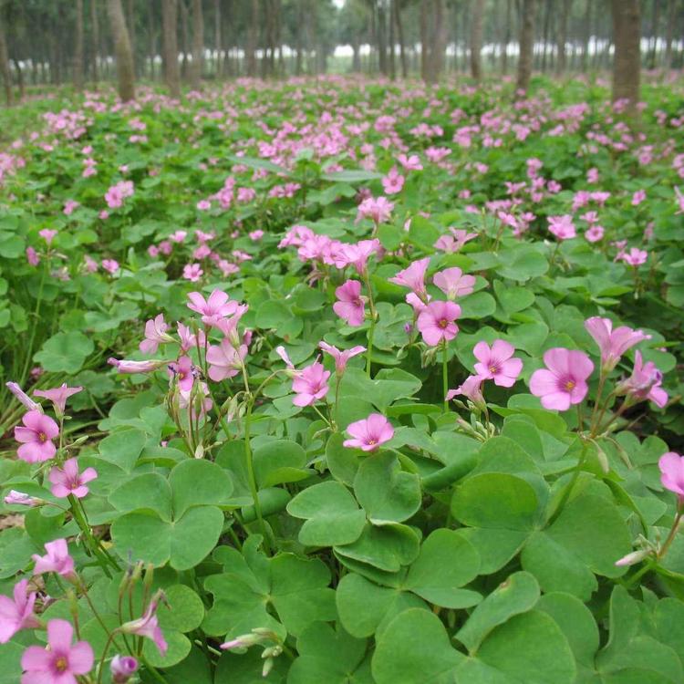 商丘红花草价格红花草批发红花醋酱草苗圃