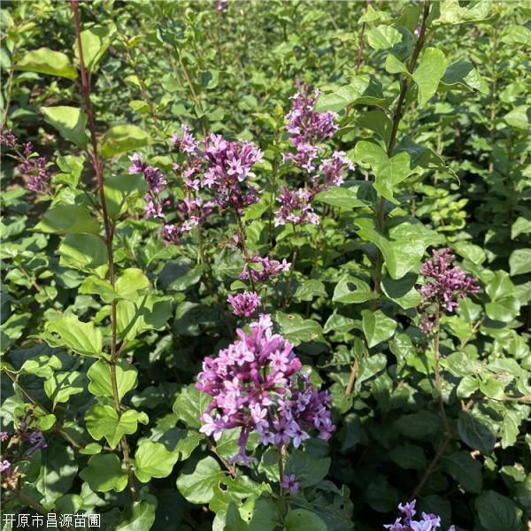 占地苗圃四季丁香种植基地四季丁香小苗