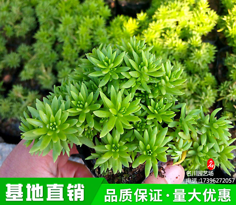 佛甲草批发基地_草花种植基地_供应花境植物_金叶佛甲草报价