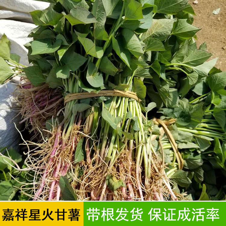 红薯苗脱毒 大量供应高产红薯苗