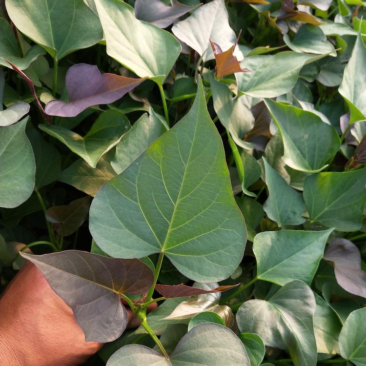 紫薯苗紫薯苗批发紫薯苗价格