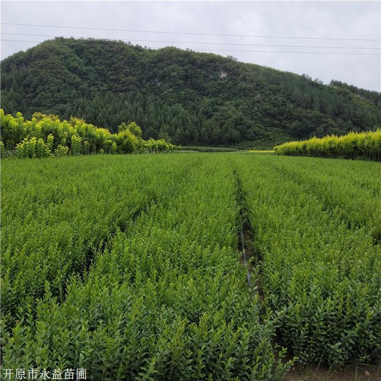 耐寒苗圃供货水蜡树苗水蜡容器苗可全国配送