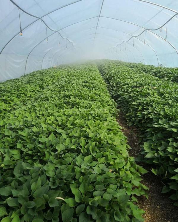 山东紫薯苗红薯苗批发 火热预定中 多品种供您选择