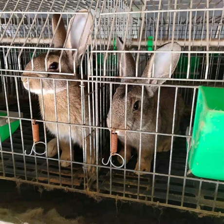 散养杂交肉兔大连大型肉兔养殖合作社比利时杂交兔