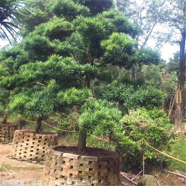 罗汉松报价 天津罗汉松价格 罗汉松大型种植基地