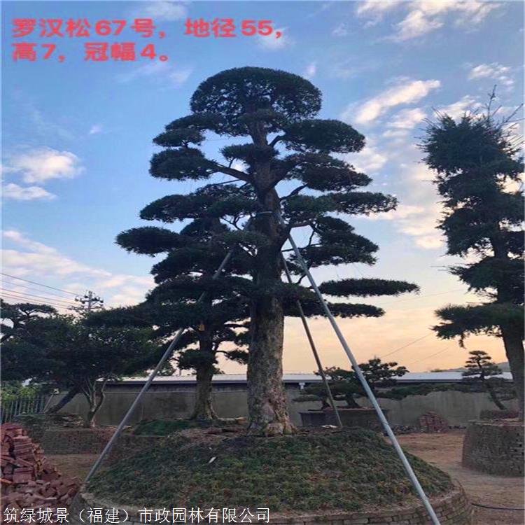 罗汉松报价 天津罗汉松价格 罗汉松大型种植基地