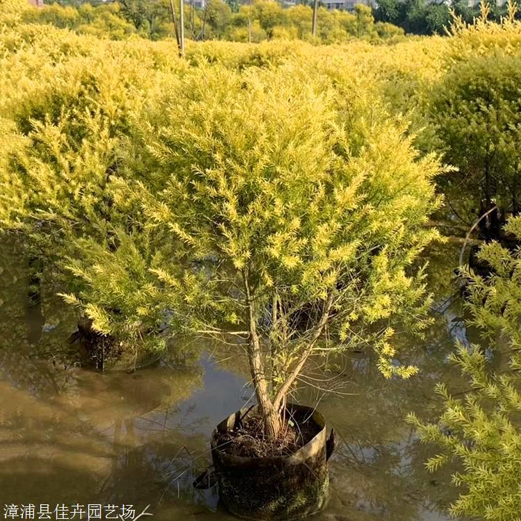 黄金宝树报价广西千层金袋苗热带千层金道路绿化