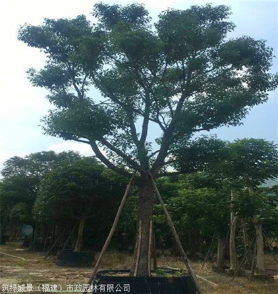 香樟树批发福建截杆香樟树园林绿化用香樟树