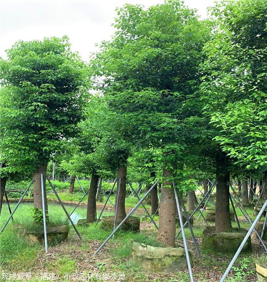 移植香樟树江西香樟树价格产地直供质优价廉