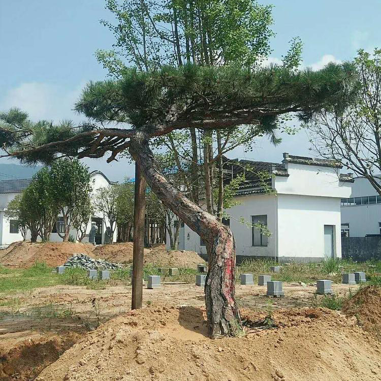 4米造型松三米造型松各种规格造型松树苗黑松山东种植