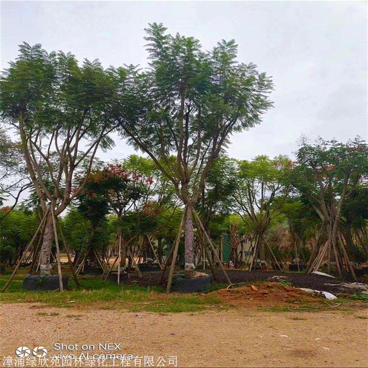 蓝花楹容器苗湖南移植蓝花楹苗绿化常用行道树蓝雾树