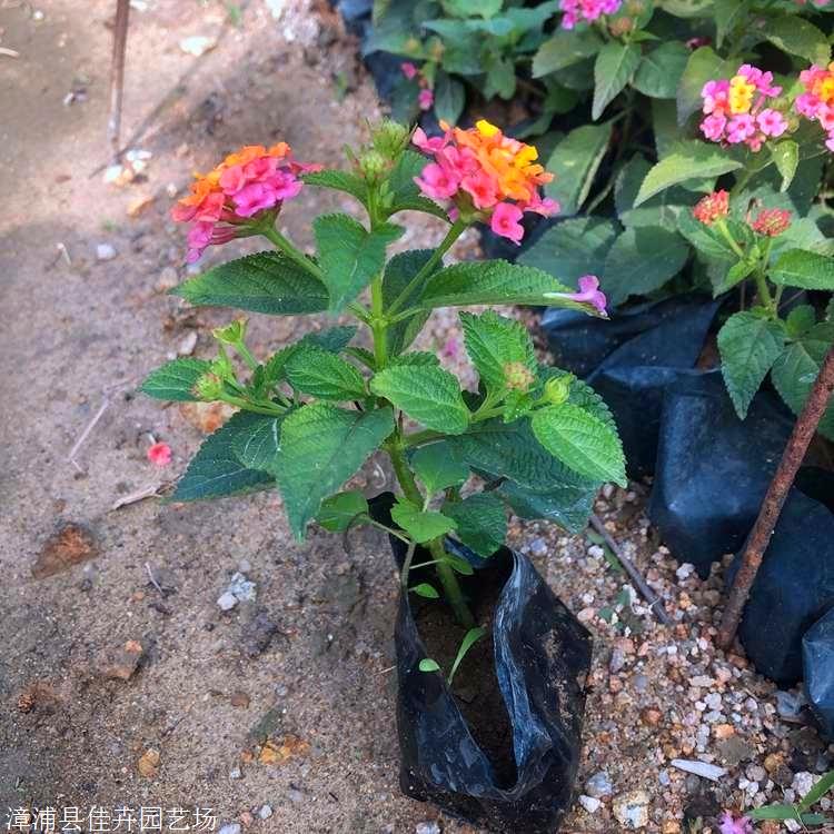 出售五色梅福建五色梅小苗地被绿植苗厂家直供