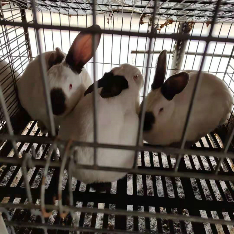 云南伊拉兔养殖基地 伊拉种兔养殖场
