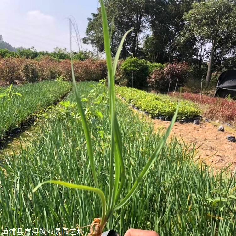 出售紫娇花江苏多年生洋韭菜产地供应欢迎咨询