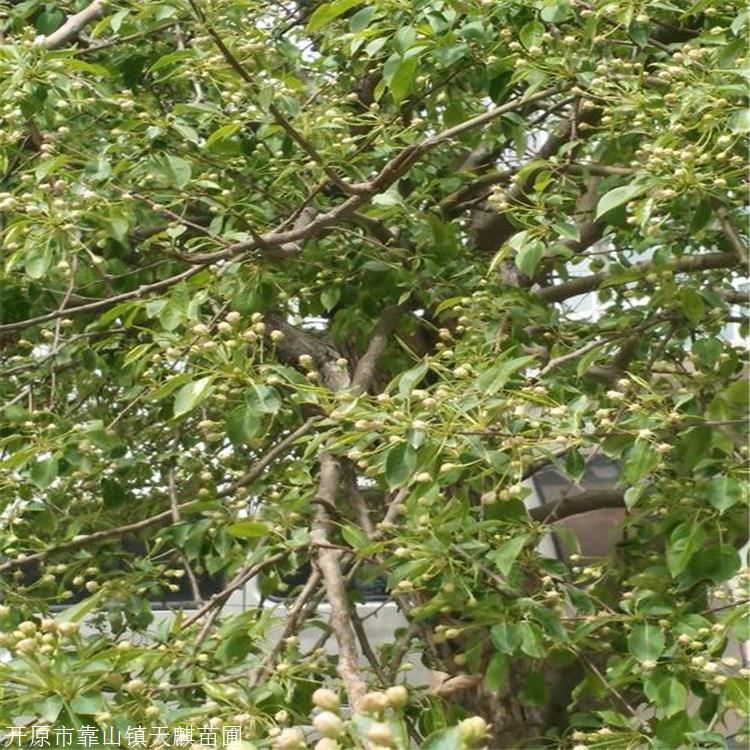 山丁子厂家批发   山丁子,也叫山荆子,为落叶乔木,树高可达4-5米,高