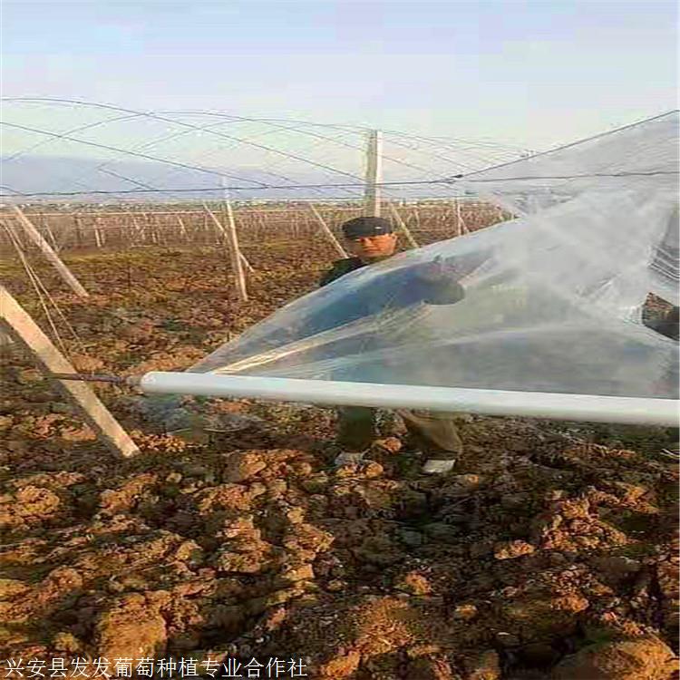 发发农业 避雨棚搭建厂家价格 葡萄避雨棚搭建 货源充足