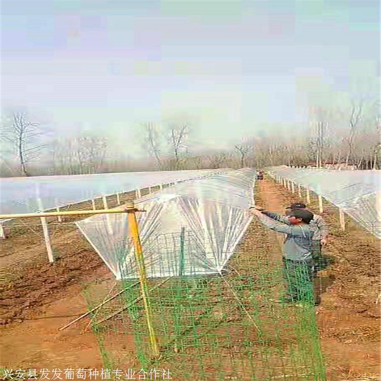 发发农业葡萄架避雨棚简易大棚搭建厂家生产厂家