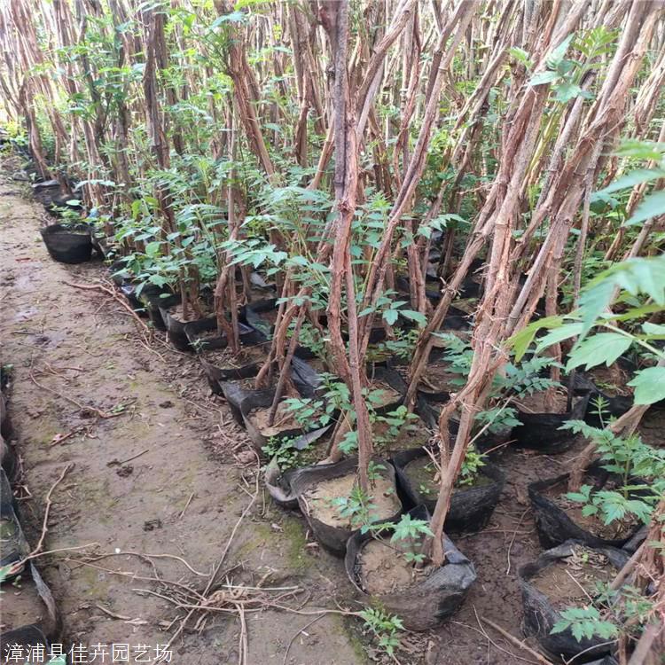 凌霄花报价福建凌霄花杯苗各种规格花境植物