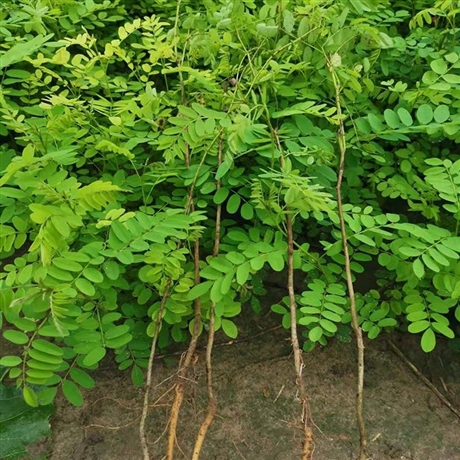 乡村绿化苗木紫穗槐树苗紫穗槐大苗紫穗槐种植基地