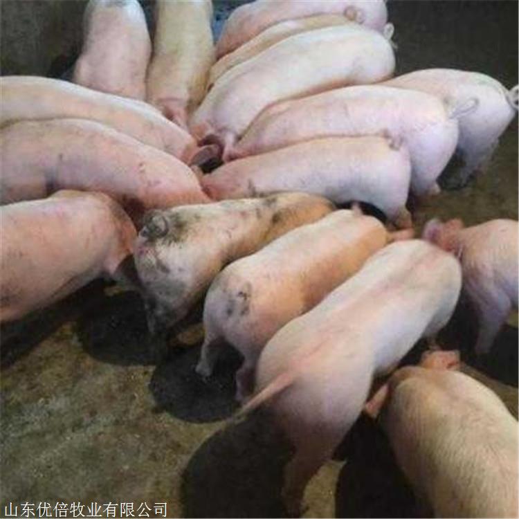 育肥仔猪 仔猪批发 优倍牧业 苗猪 质量好价格低销量说明一切