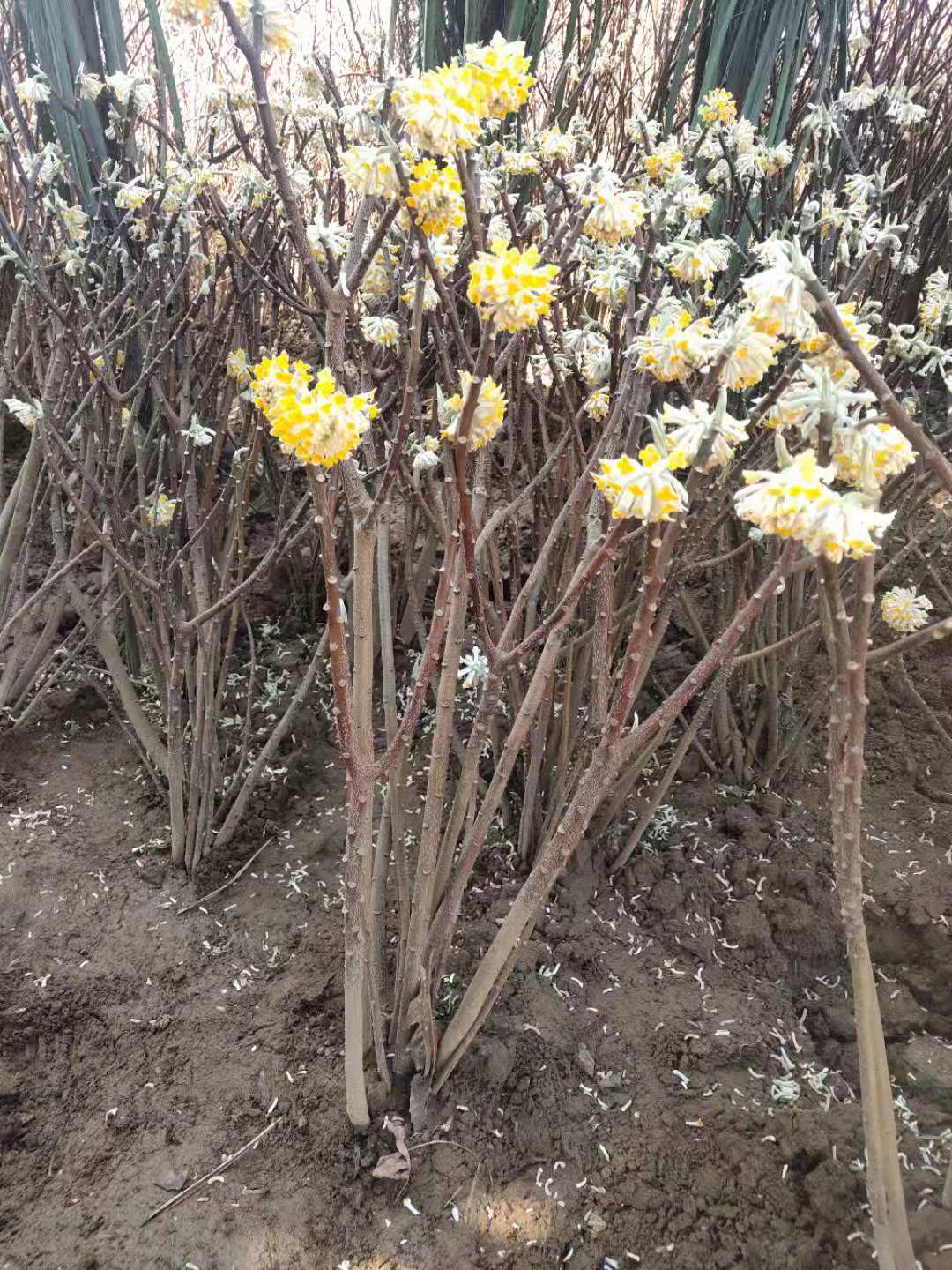 江苏丛生结香花供应商结香苗绿化工程苗