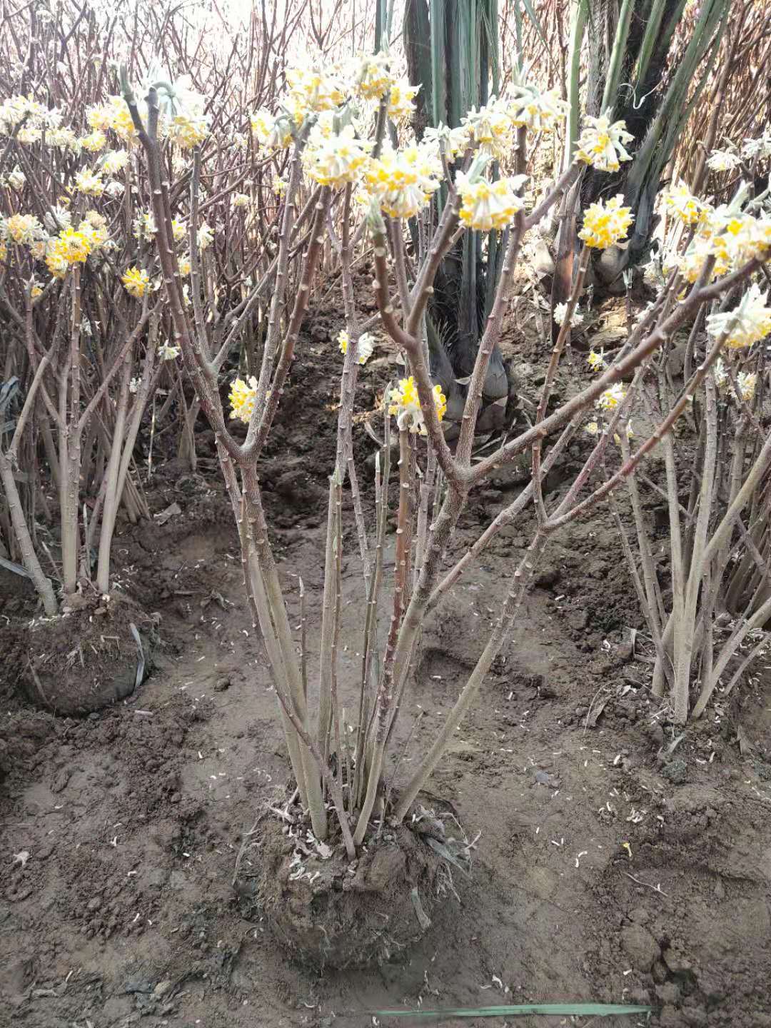 结香花种植基地大量出售丛生结香苗