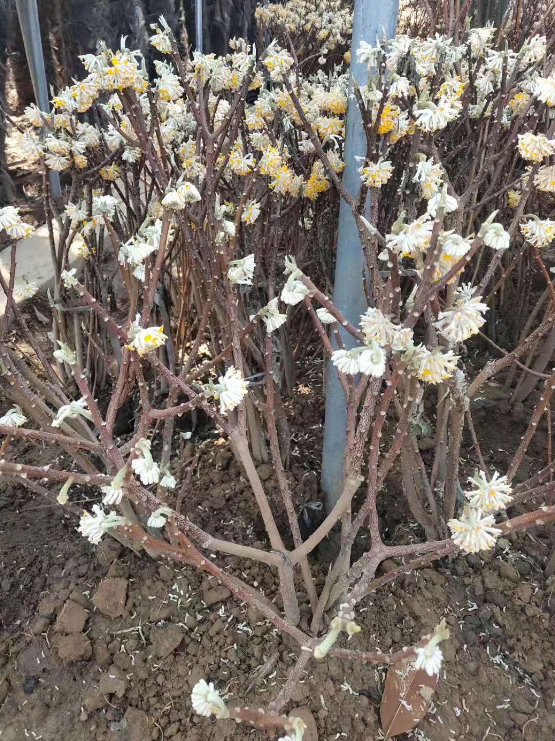 结香花种植基地 大量出售丛生结香苗