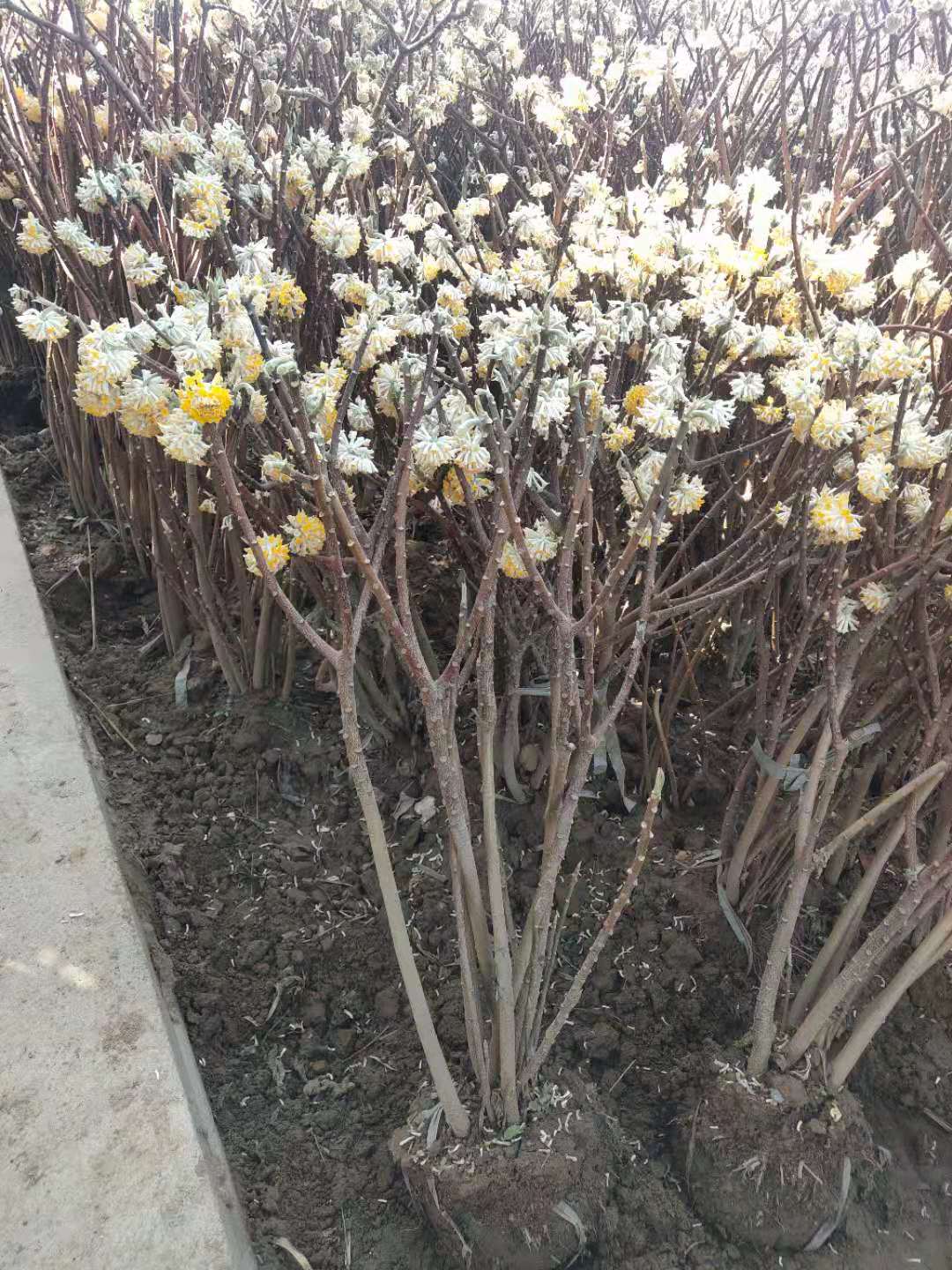 结香花种植基地大量出售丛生结香苗