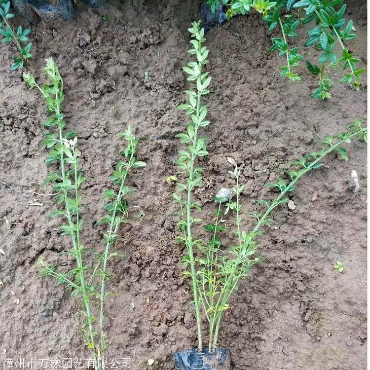 盆栽迎春花广东迎春花袋苗基地供应花灌木迎春花苗