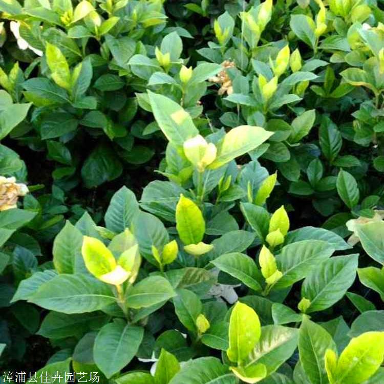 出售栀子花苗湖北盆栽栀子花苗园林绿化景观供应