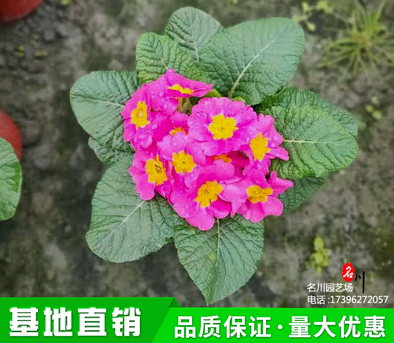 出土1-2公分可进行1-2次移植,移植时幼苗软弱生猝倒病,花苗腐烂死亡