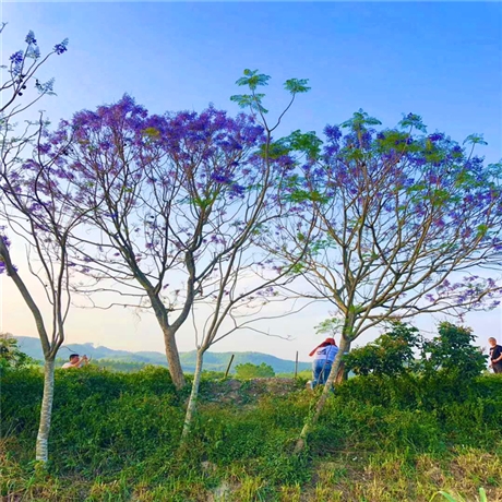 基地直供蓝花楹福建蓝花楹产地直供蓝花楹