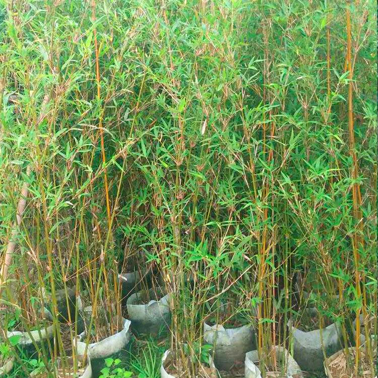 基地出售 慈孝竹 慈孝竹苗 园林别墅竹林 观赏竹 规格齐全