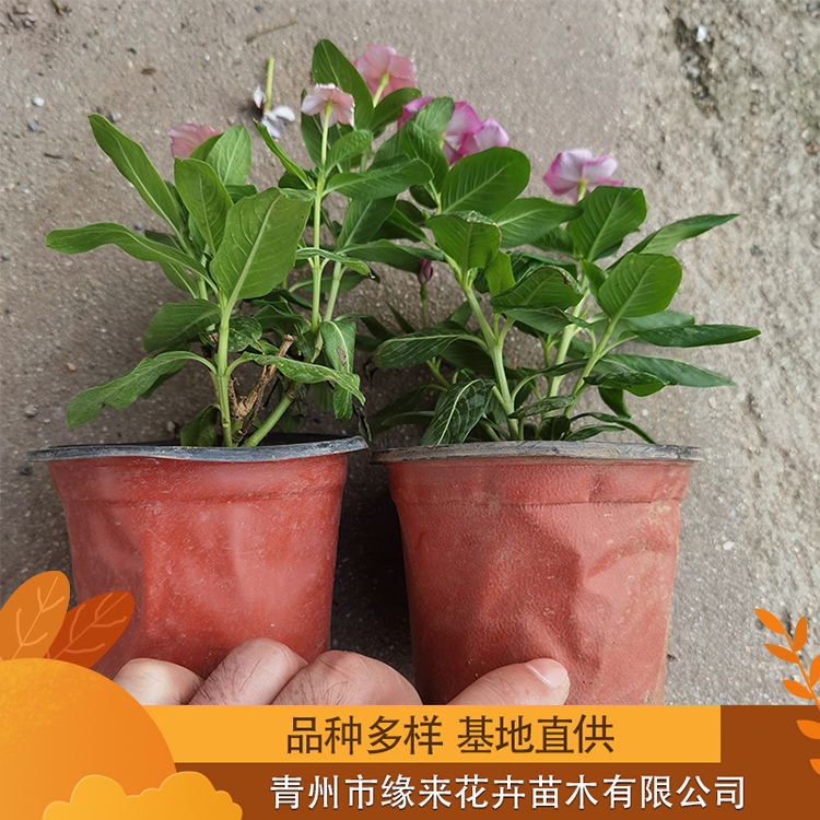 长春花小苗栽植天天开日日春商家直供价格便宜