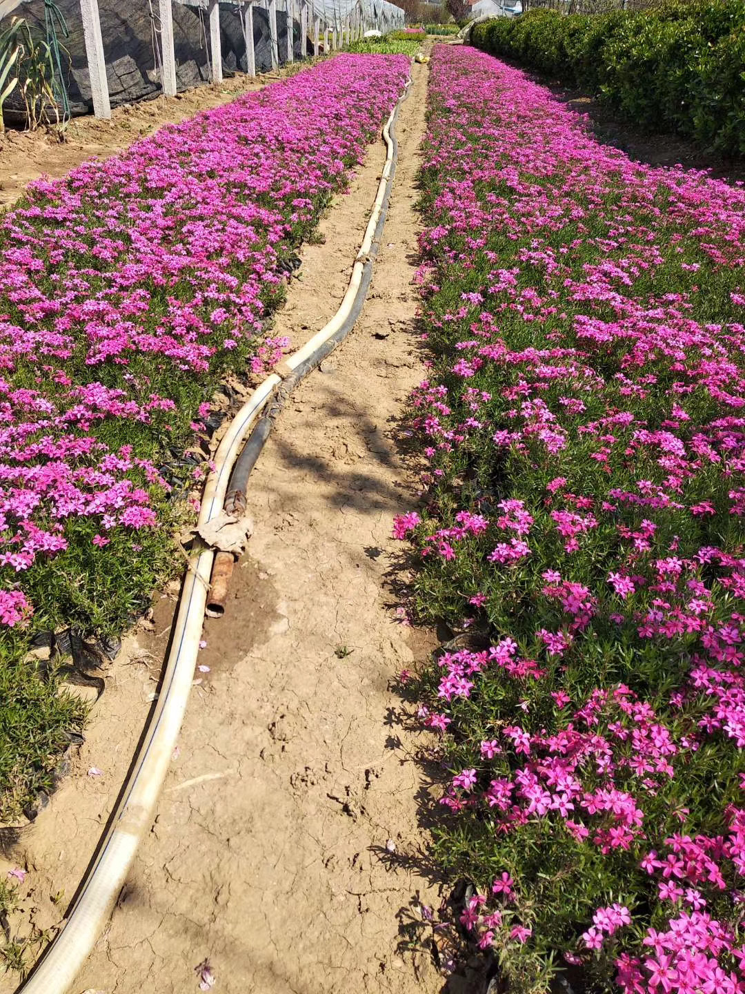 丛生福禄考花海丛生福禄考基地批发丛生福禄考供应