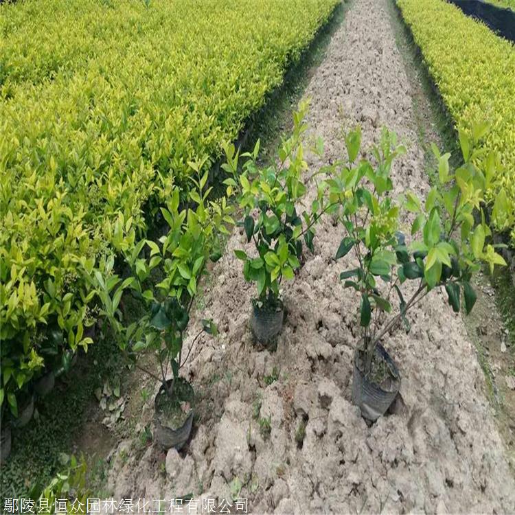 河南基地出售金森女贞苗金森绿篱苗鄢陵苗圃供应