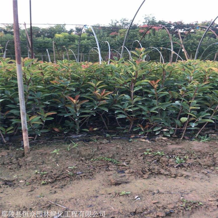 鄢陵绿化批发 红叶石楠篱笆苗 30公分红叶石楠苗 可全国配送