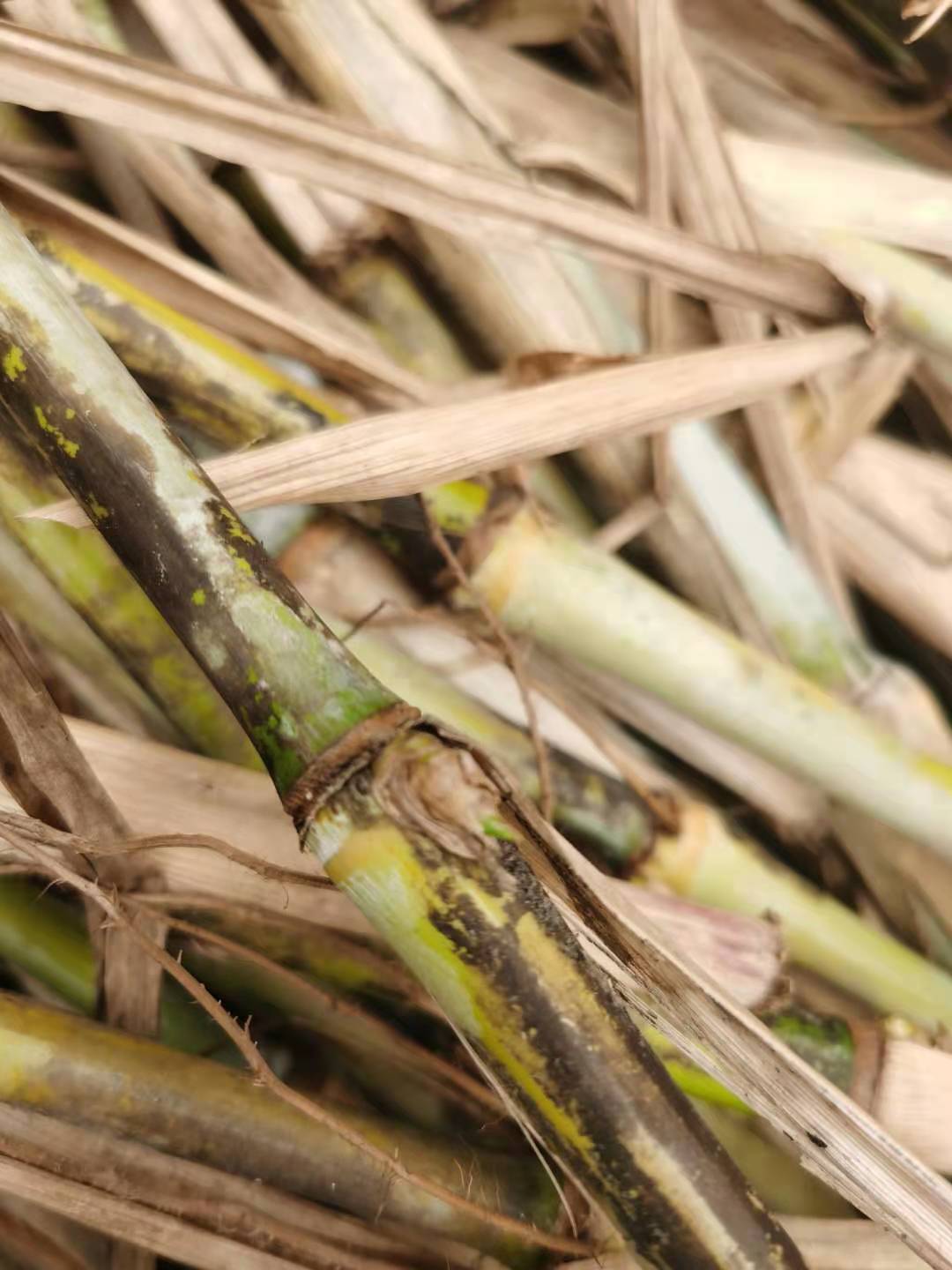 皇竹草 新型皇竹草种子种节繁殖 没有种子甜象草巨菌草