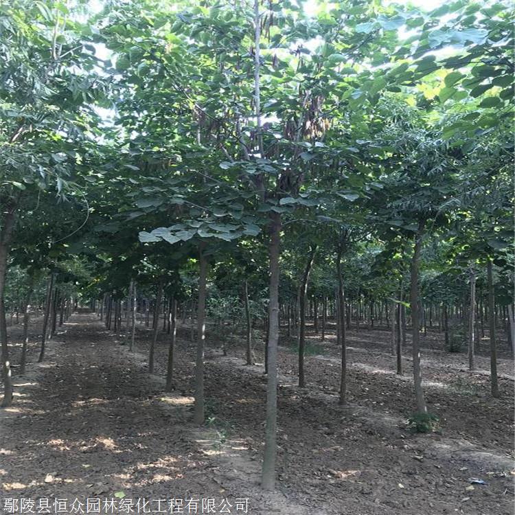 河北 出售巨紫荆 胸径12公分巨紫荆 庭院绿植树种