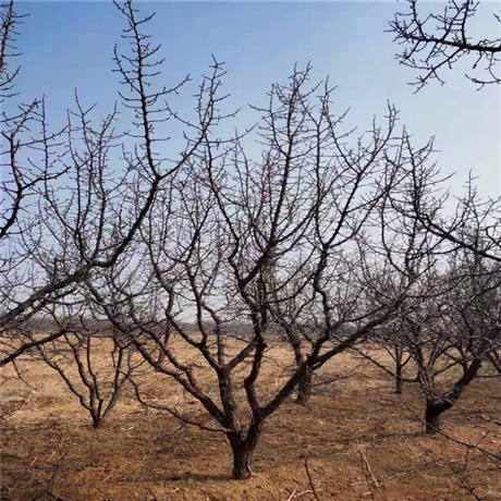 好树苗长期出售山杏苗木山杏批发基地保持水土树种