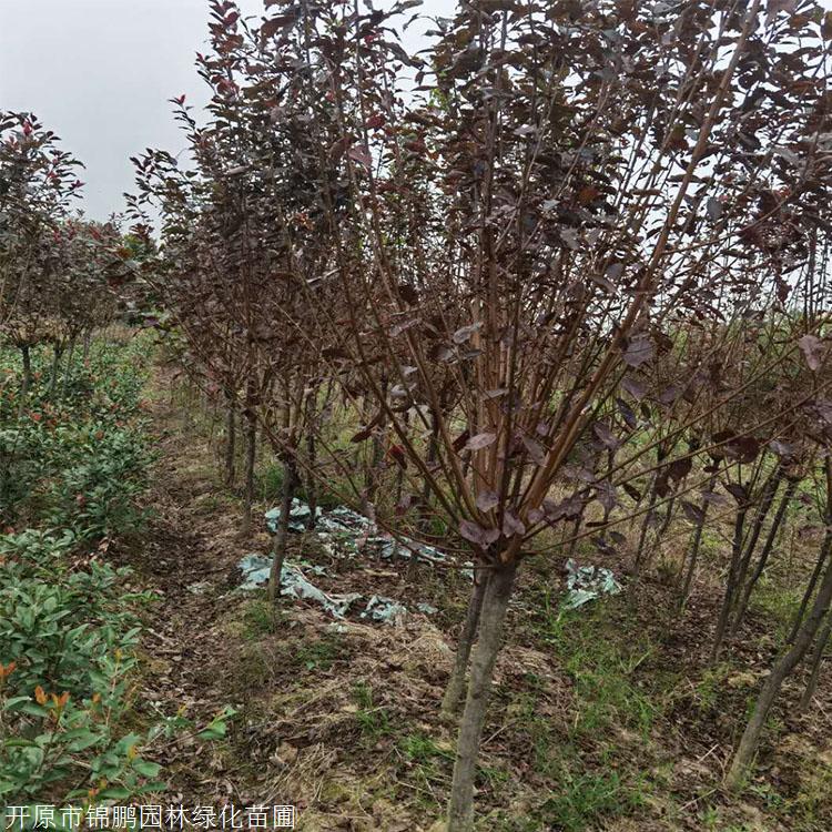 耐寒苗木供应密枝红叶李苗耐寒红叶李价格诚信经营
