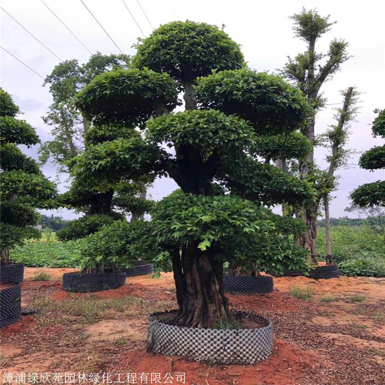 小叶榕批发福建小叶榕盆栽绿植盆景小叶榕