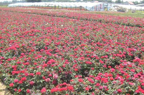 丰花月季花布置园林花坛月季苗月月红花