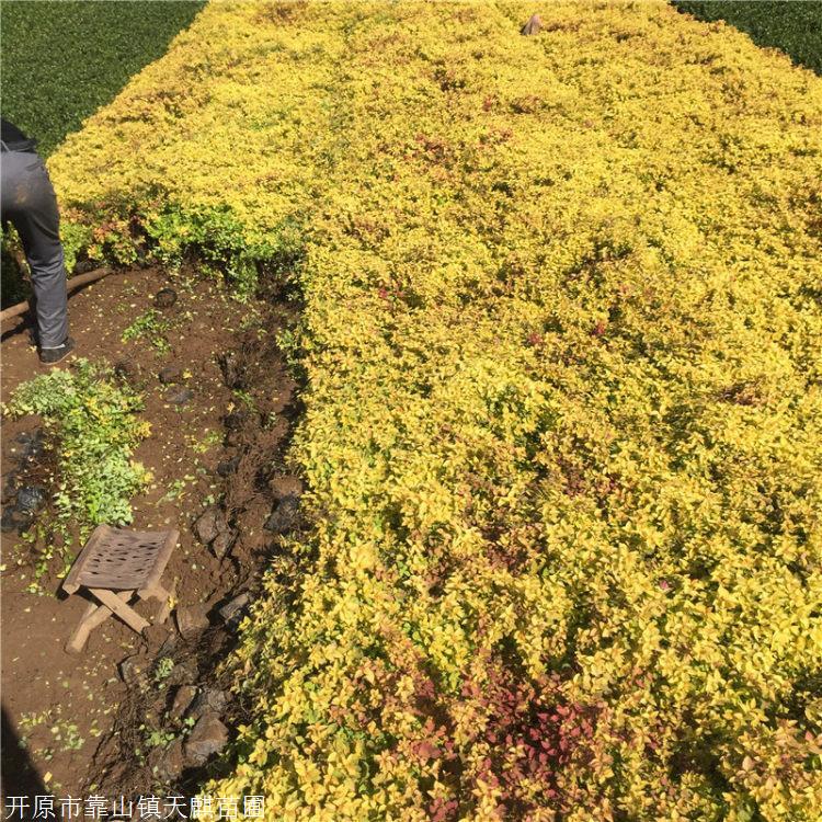 天麒绿化供应 批发金山绣线菊 绣线菊价格 金焰绣线菊