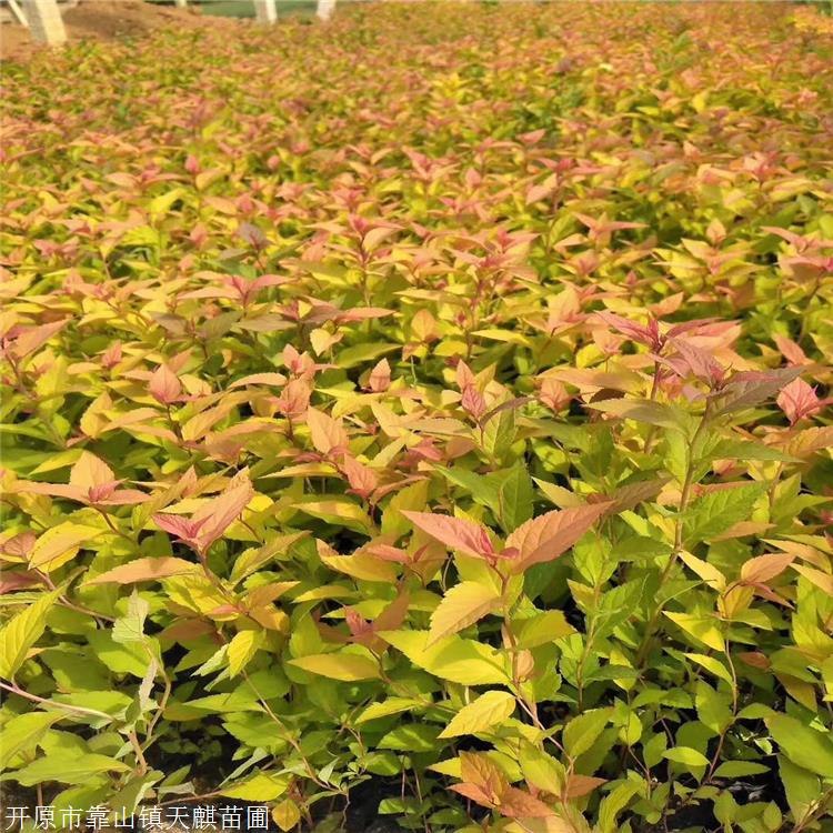 天麒苗木辽宁金焰绣线菊金山绣线菊小苗点击查看