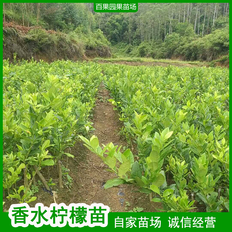 香水柠檬苗百果园苗场当年结果盆栽地载五棵起批