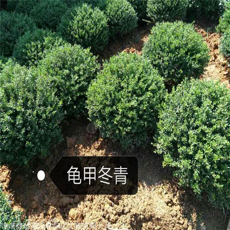 园林绿化苗木贵州龟甲冬青盆栽苗龟甲冬青袋苗