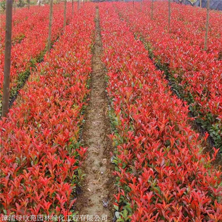 基地直供各种灌木四川红叶石楠价格植株健壮长势好